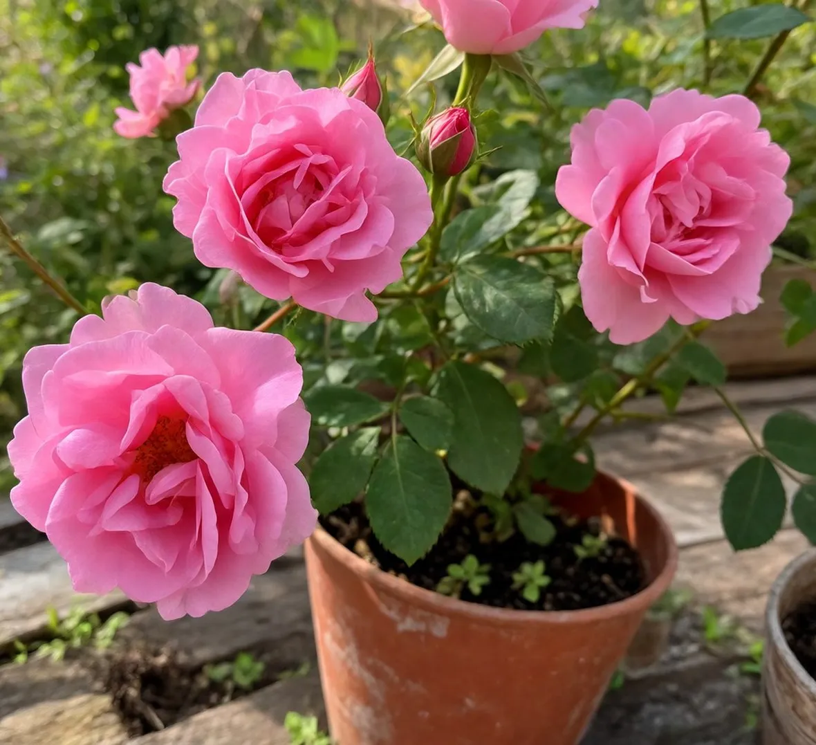 Roselline