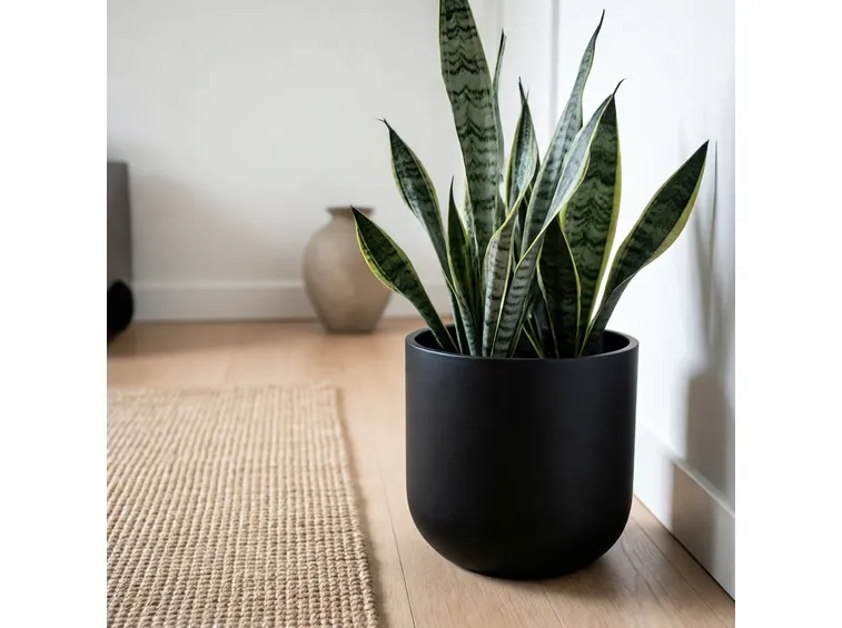 sanseveria