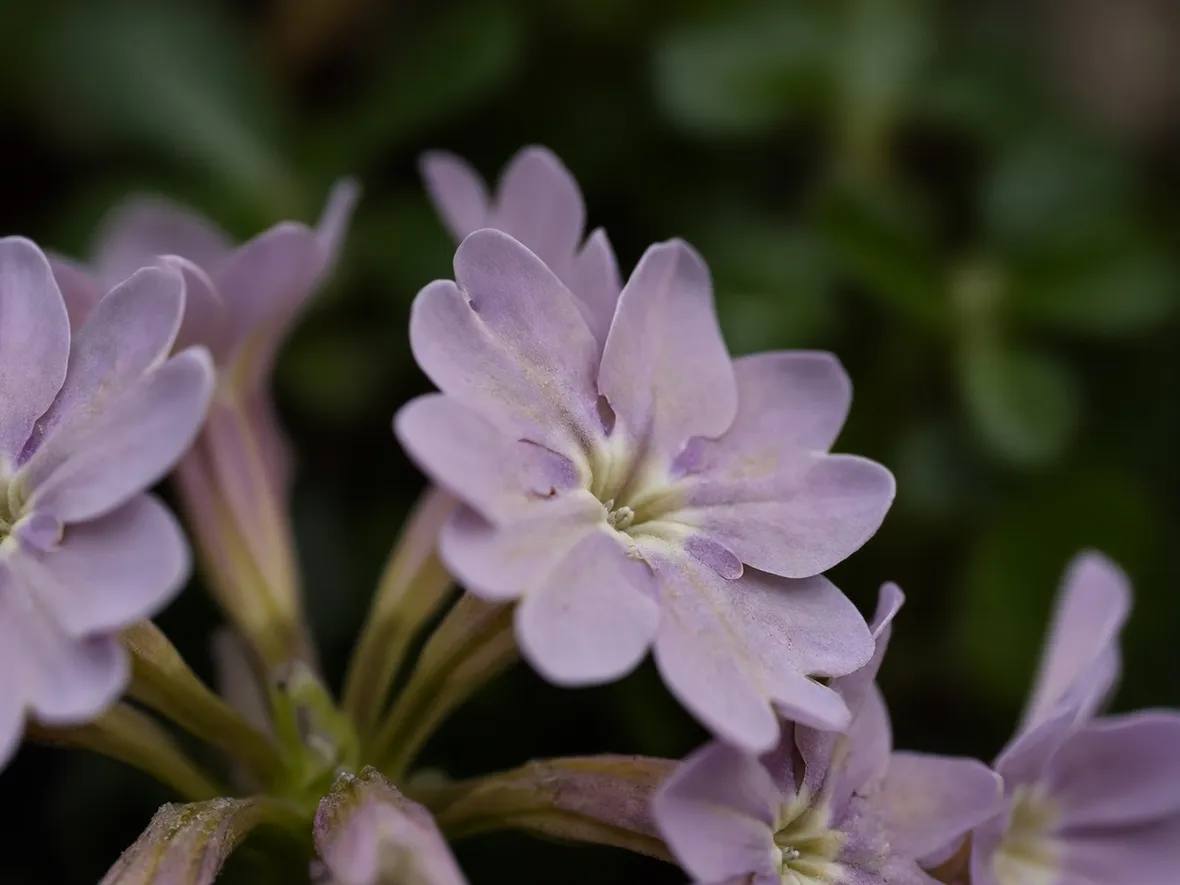 Primula ibrida