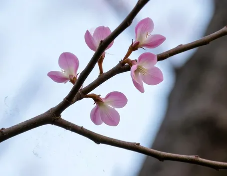 Cercis siliquastrum