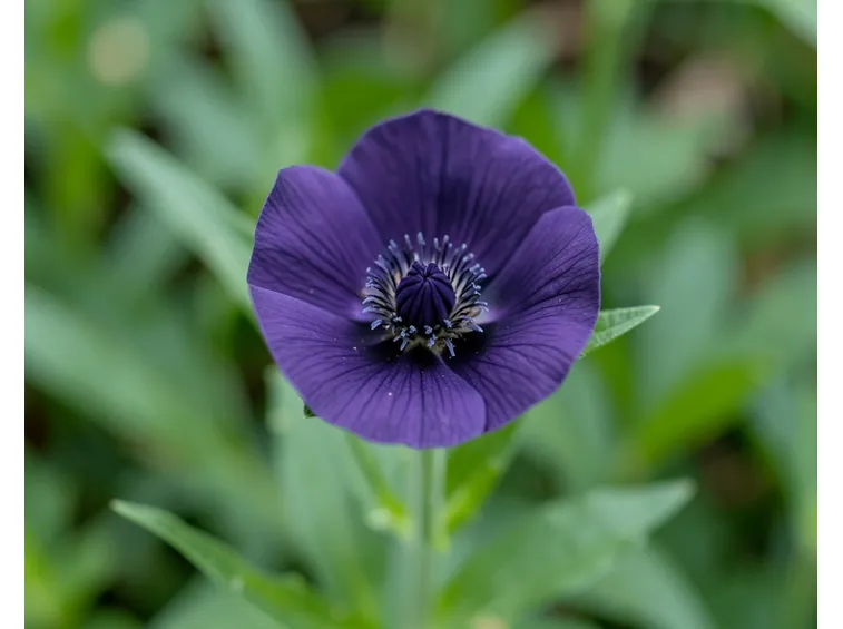 Papavero