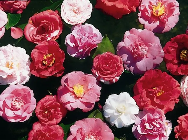 Camelia