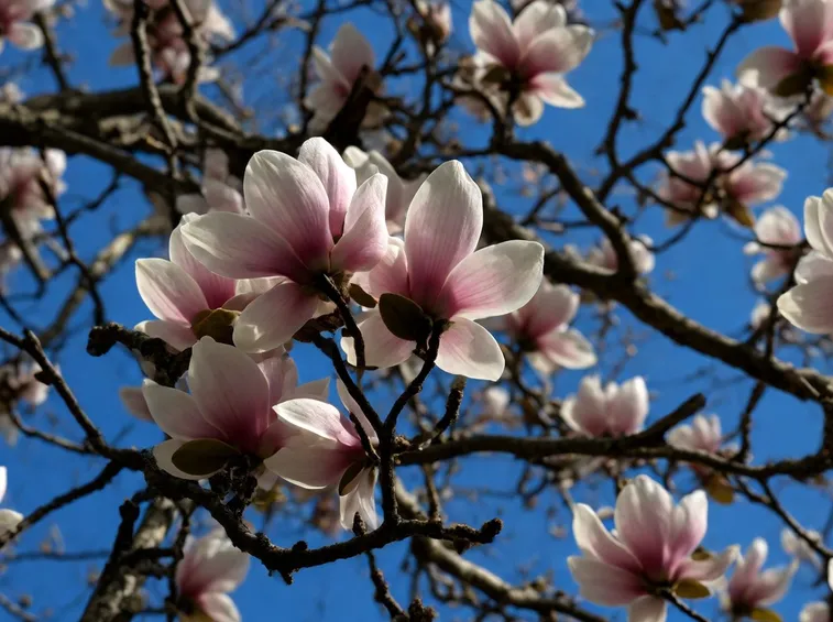 magnolia
