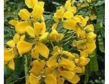 senna