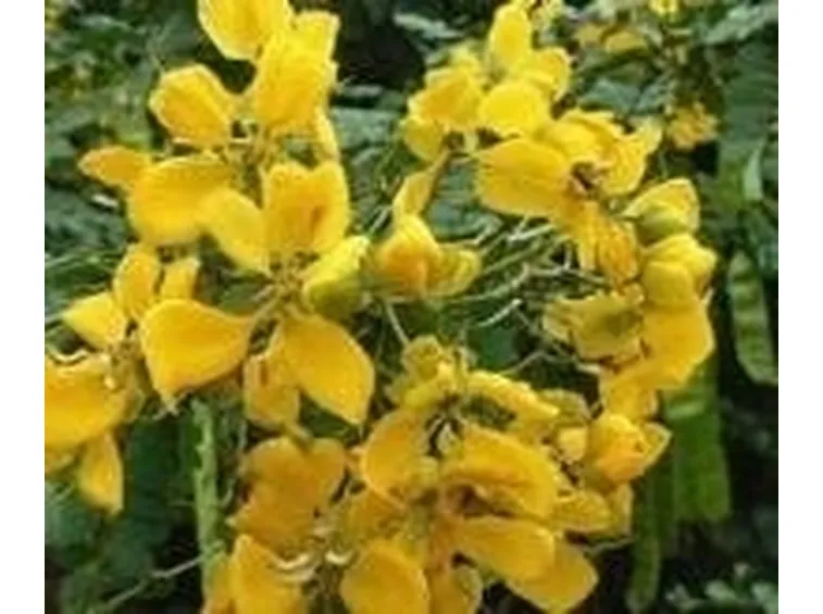 senna