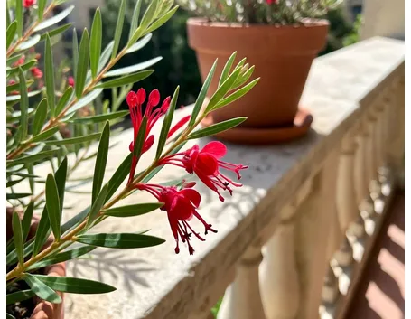 Grevillea
