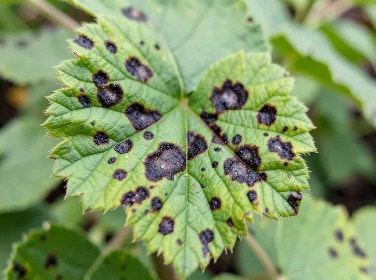 ticchiolatura rose