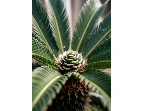 Fiore di cycas