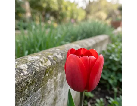 Tulipani