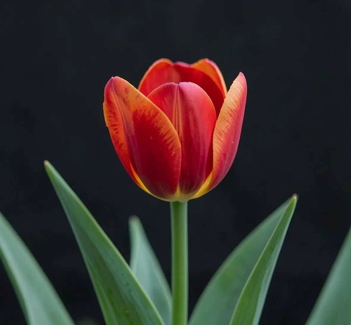 tulipano