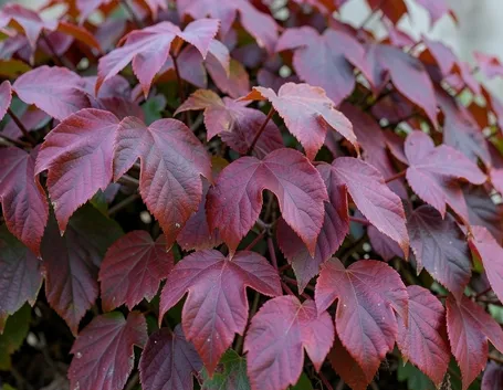 PArtenocissus in autunno