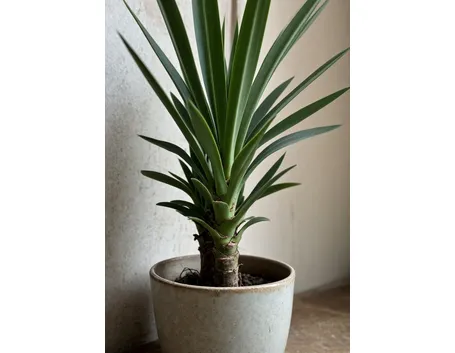 yucca