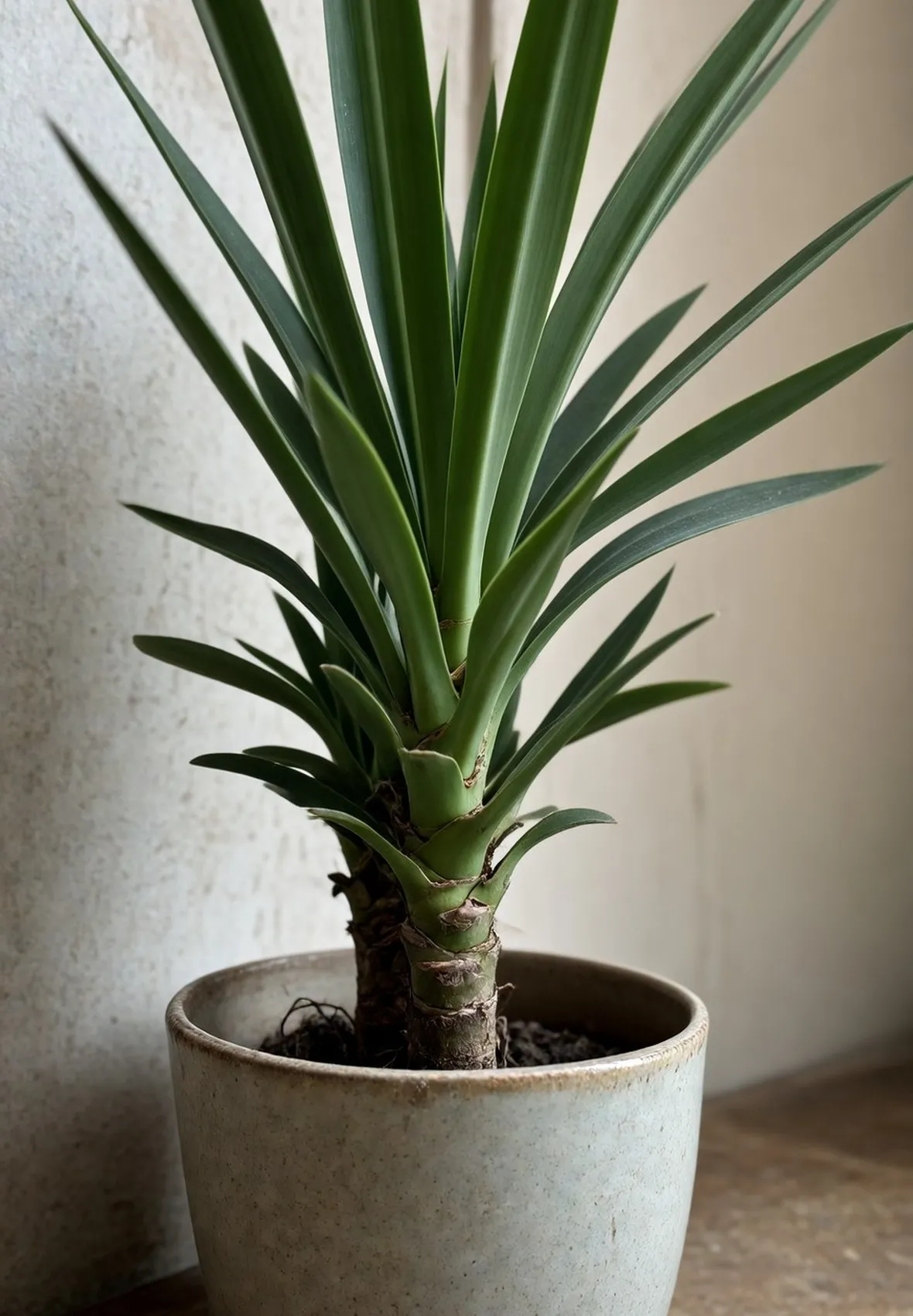 yucca