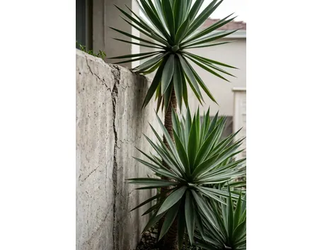 Yucca 