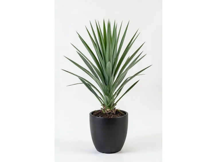 yucca