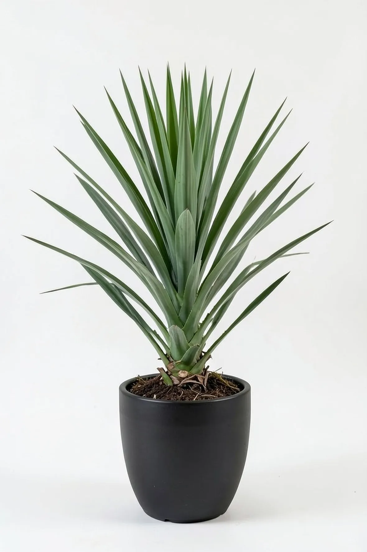 yucca