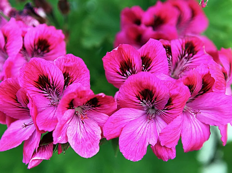 fiori geranio imperiale