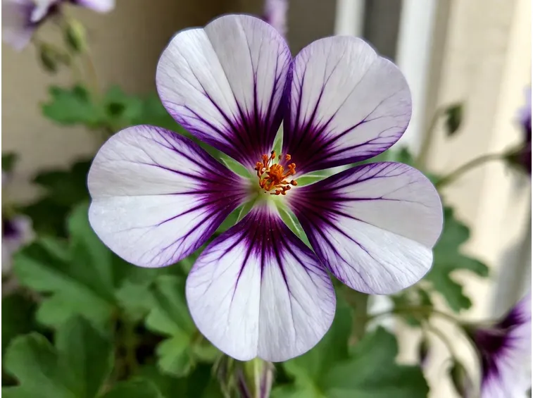 fiore del geranio imperiale