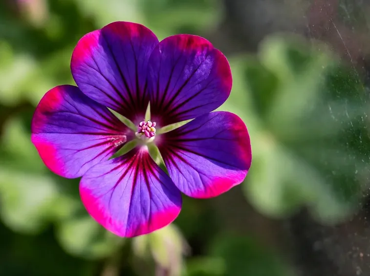 Geranio color lilla
