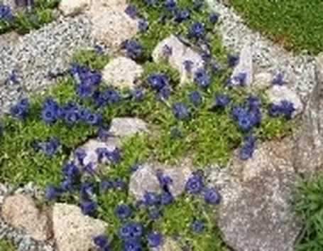 fiori