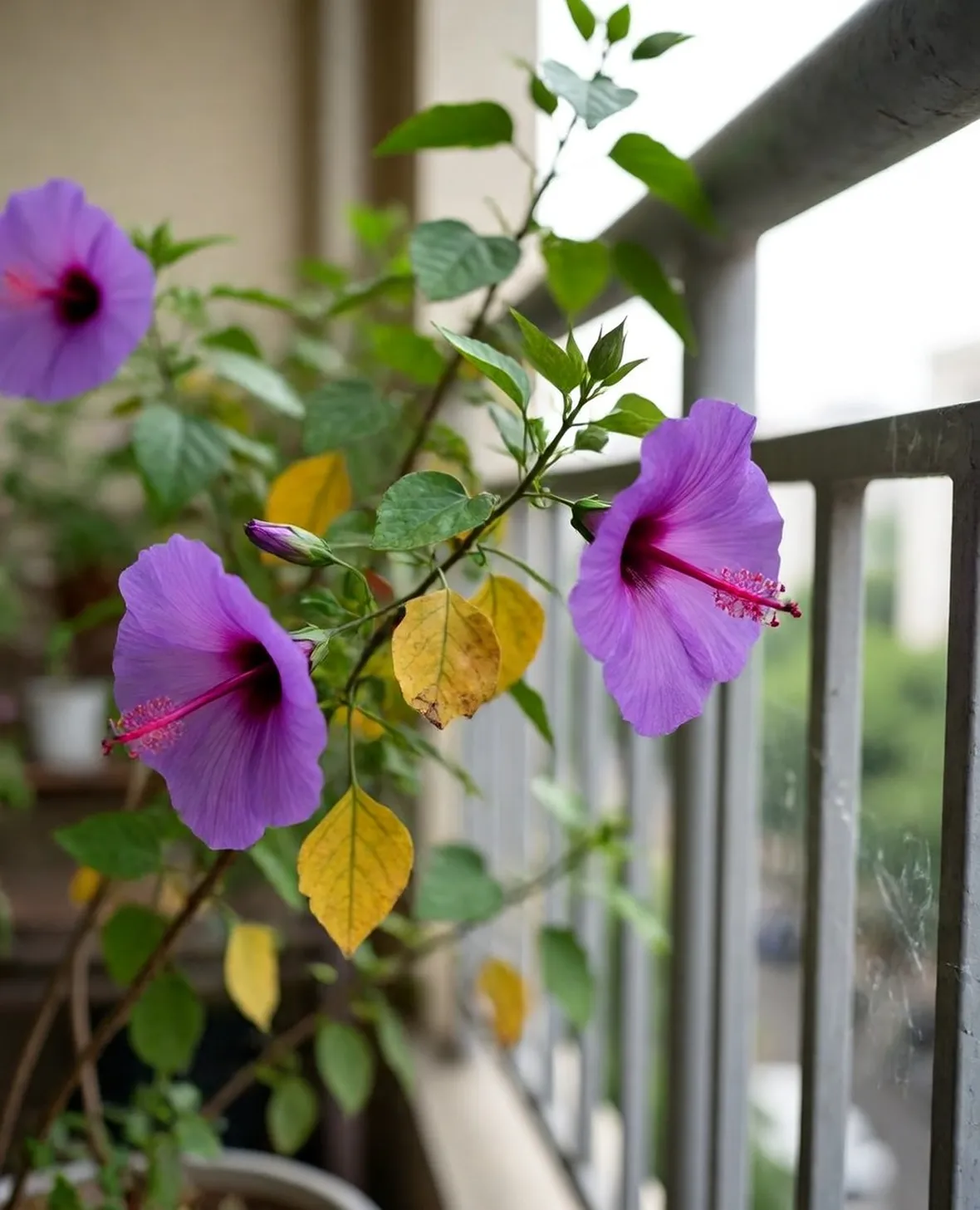 hibiscus