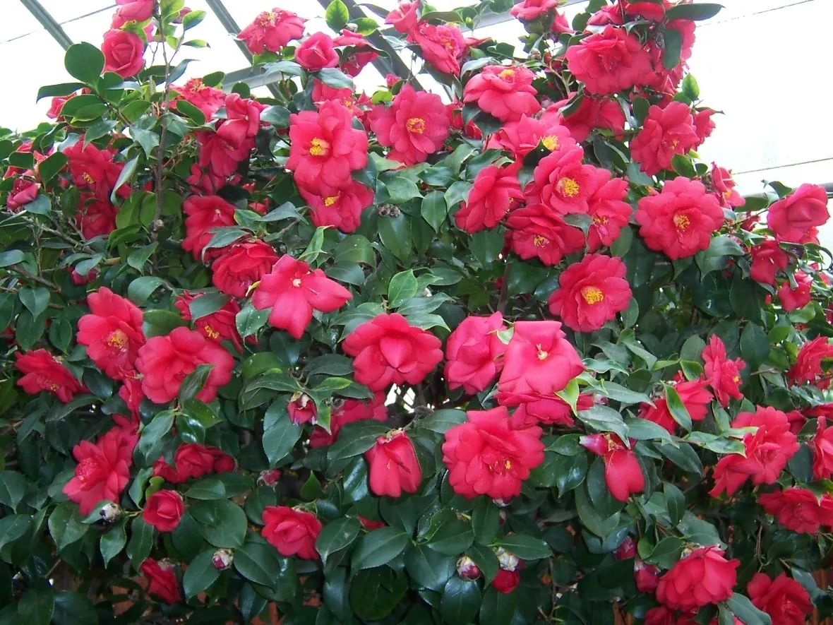 camelia