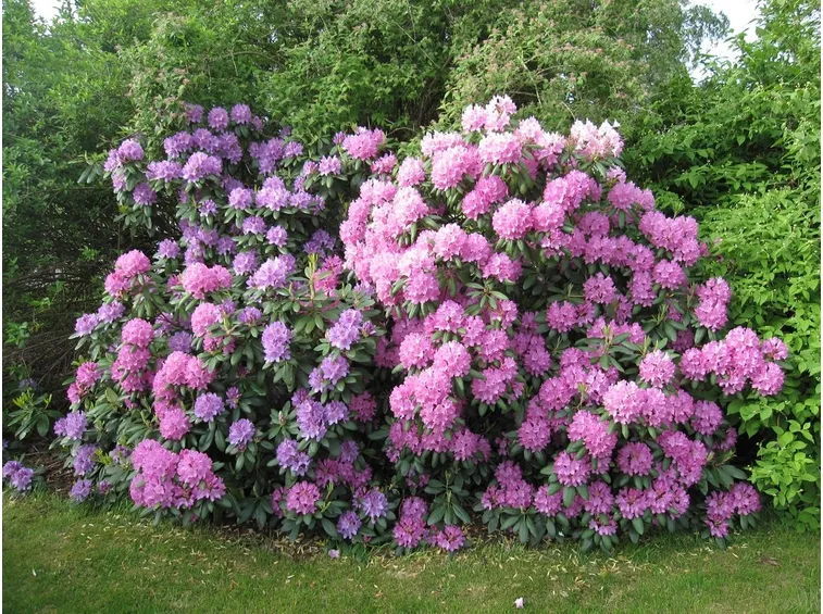 rododendri fioriti