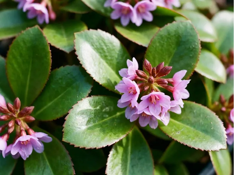 bergenia