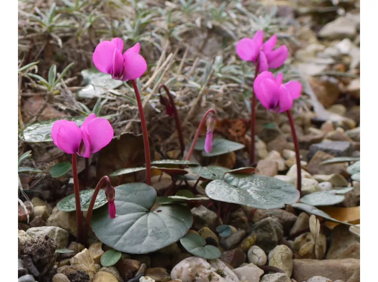 ciclamini fioriti