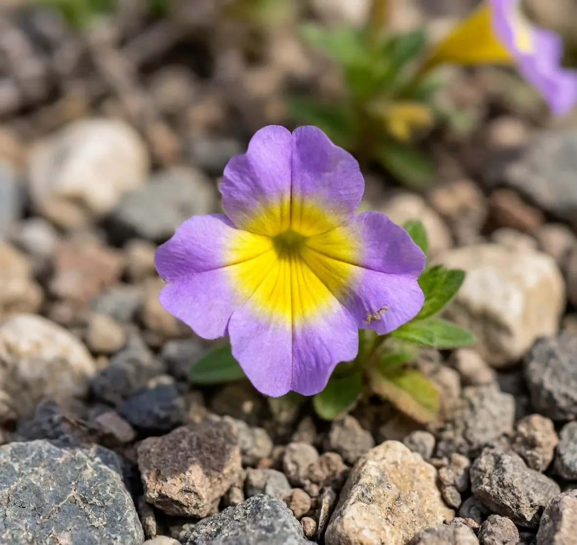 mimulus variegatus