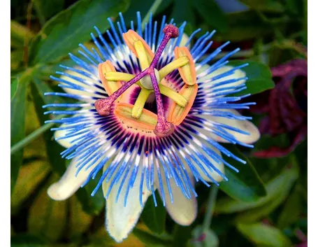 passiflora