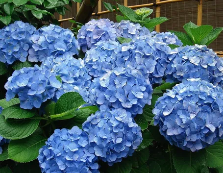 ortensie blu