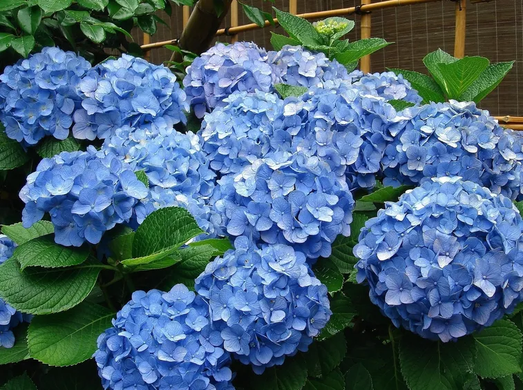 ortensie blu