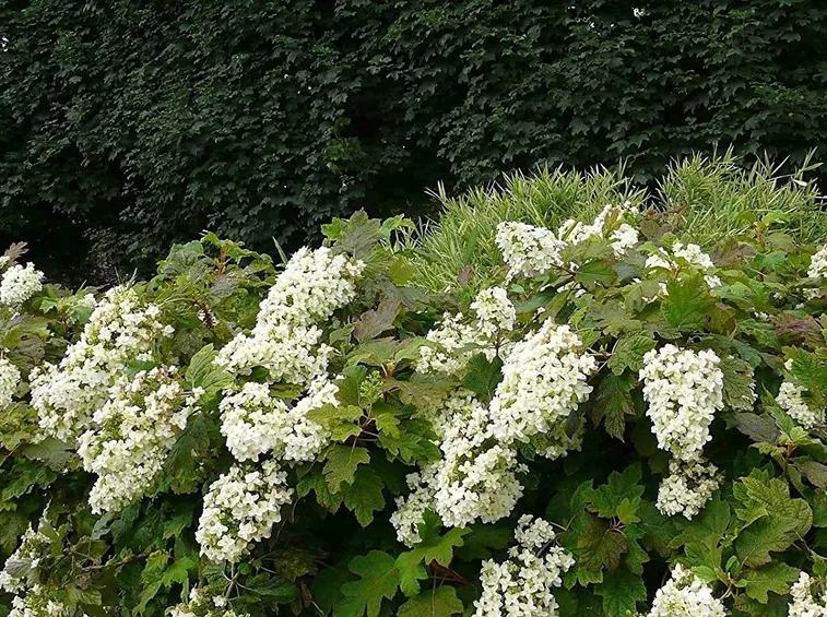 Hydrangea Quercifolia