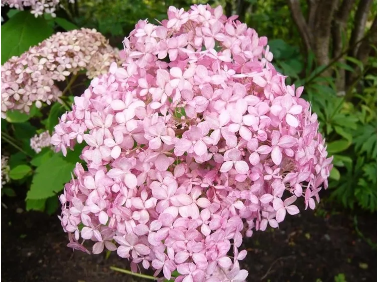 Hydrangea Arborescens Pink Annabelle