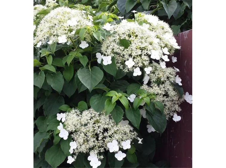 Hydrangea Petiolaris