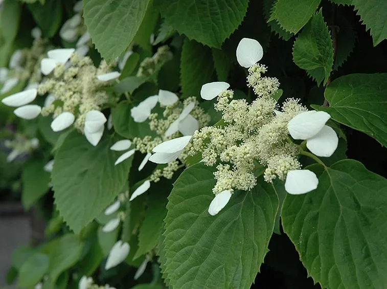 Schizophragma Hydrangeoides