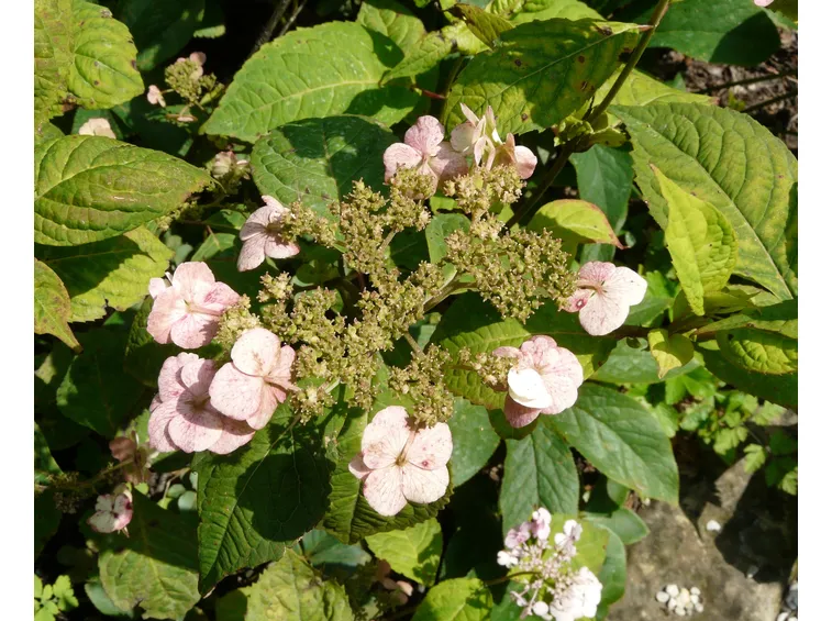 ortensie