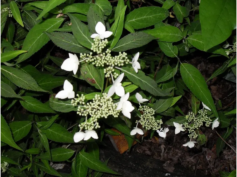 ortensia Amagi - Amacha