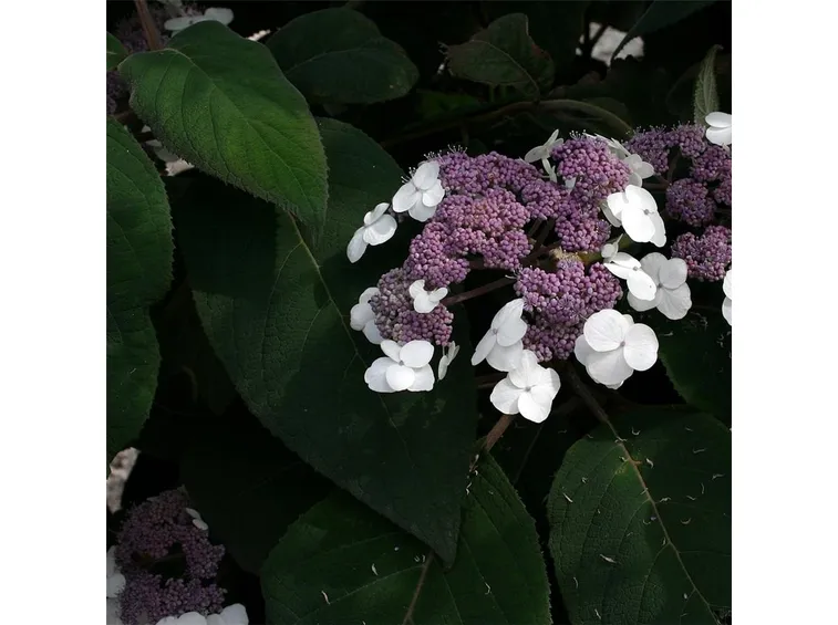 Macrophylla