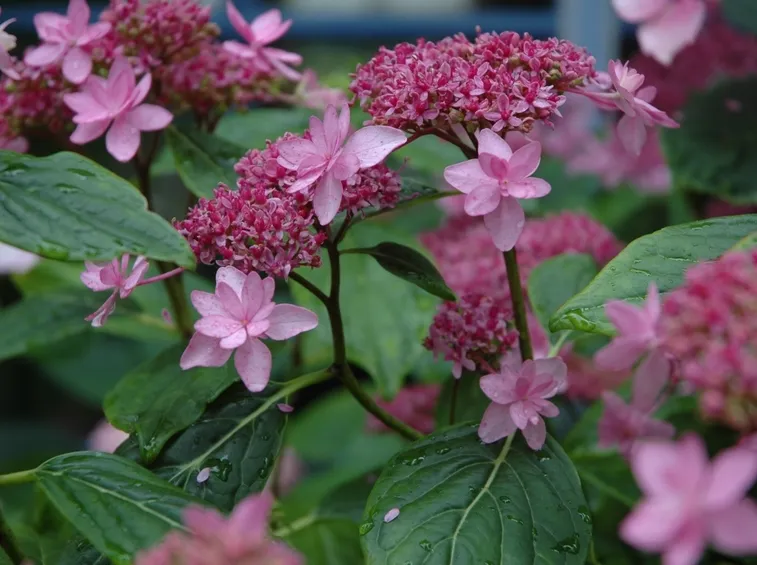 Izu-No-Hana fiore