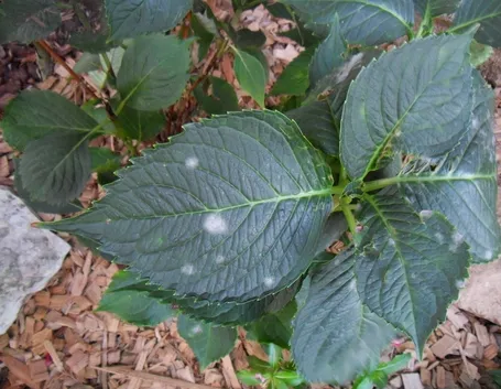 ortensia foglie