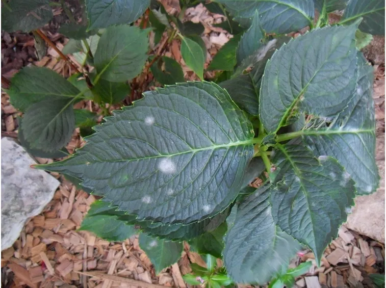 ortensia foglie