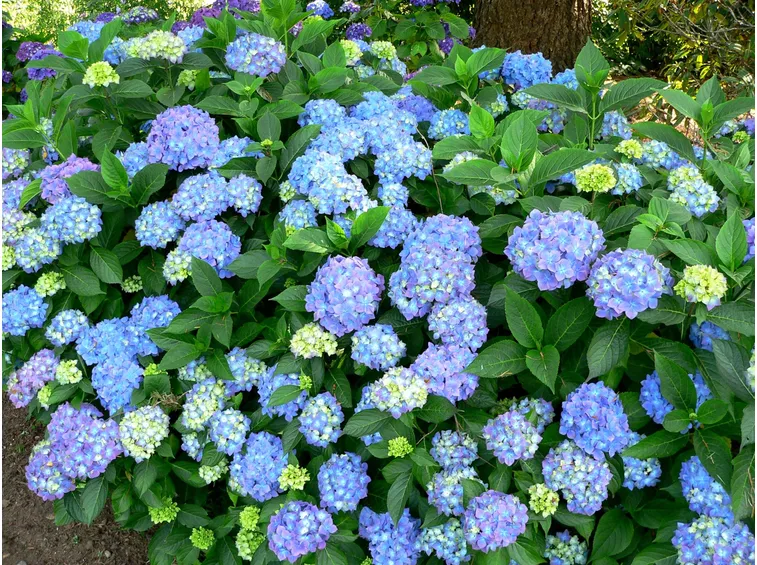 hydrangea