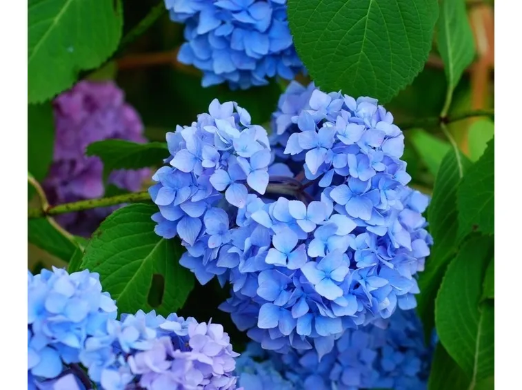 Una serie di differenti ortensie blu