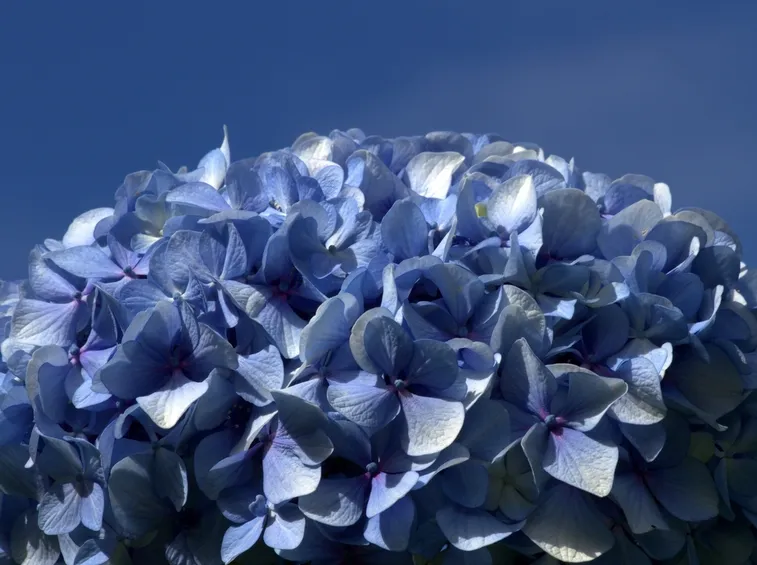 Pianta di ortensia blu