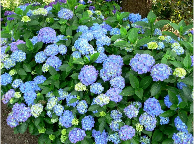 Varietà azzurra