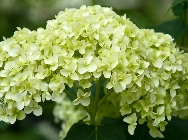 ortensia rampicante