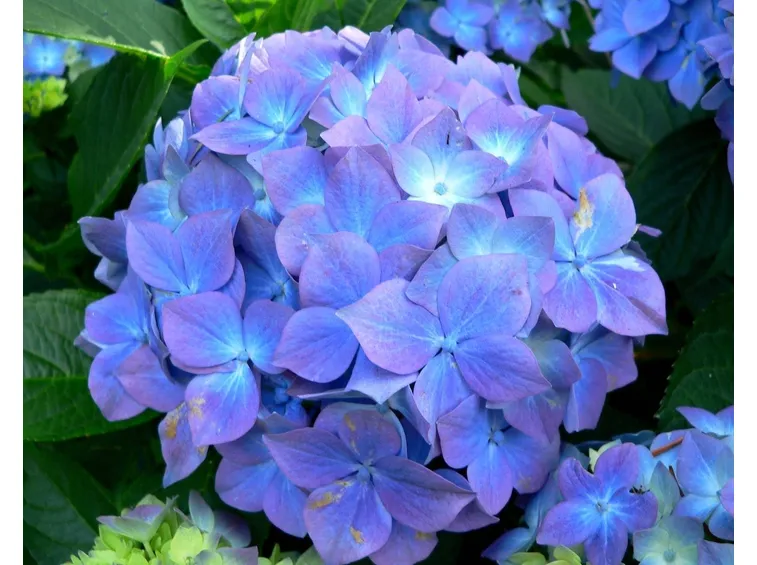 Ortensie coltivazione