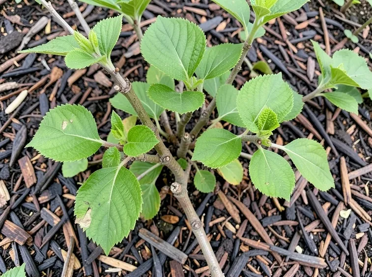 potatura ortensie